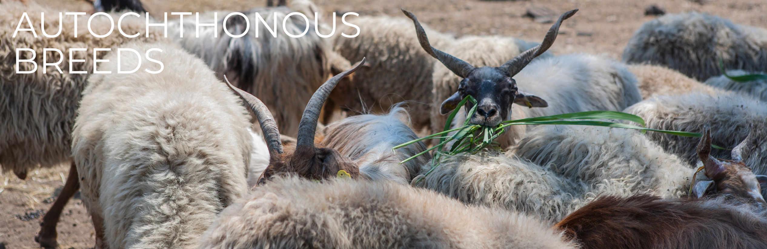 Autochthonous Breeds