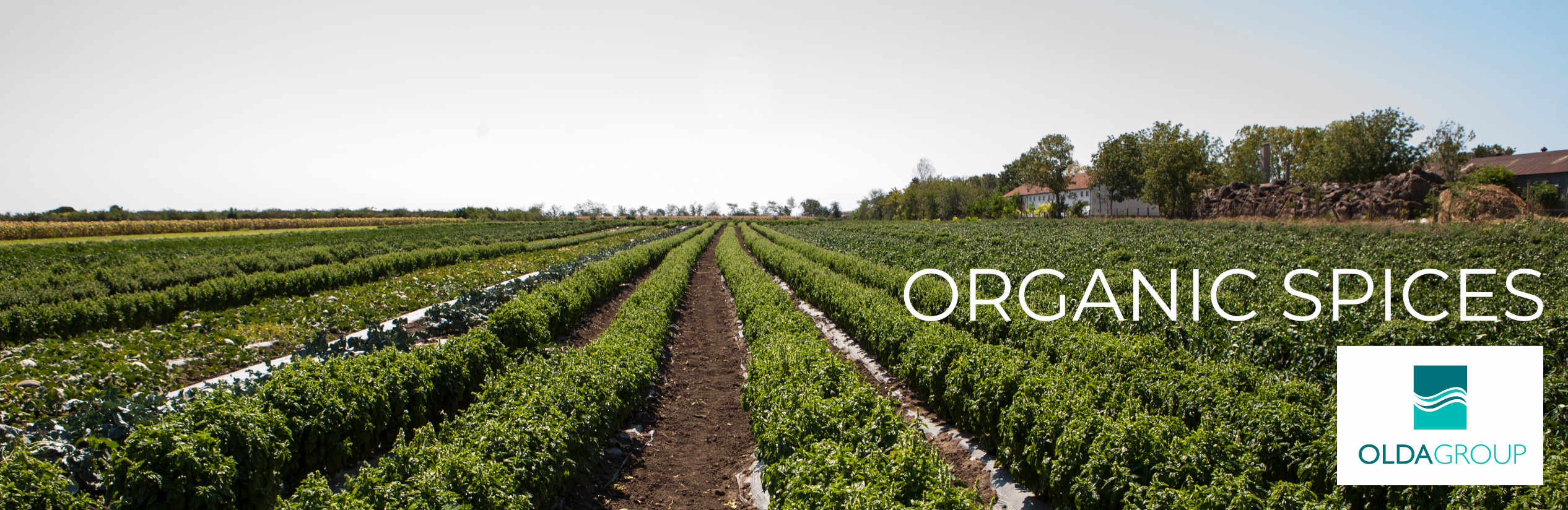 Organic Spices